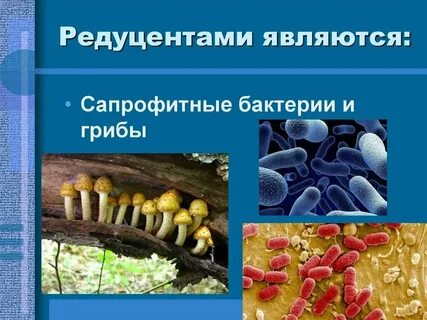 Какую роль выполняют редуценты