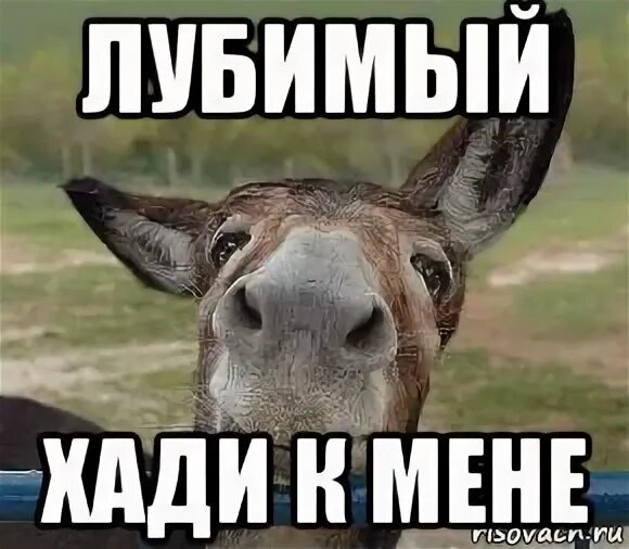 Хади картинки с надписями. Имя хади в цветах. Хади как переводится. Хади надпись. Хади как переводится.