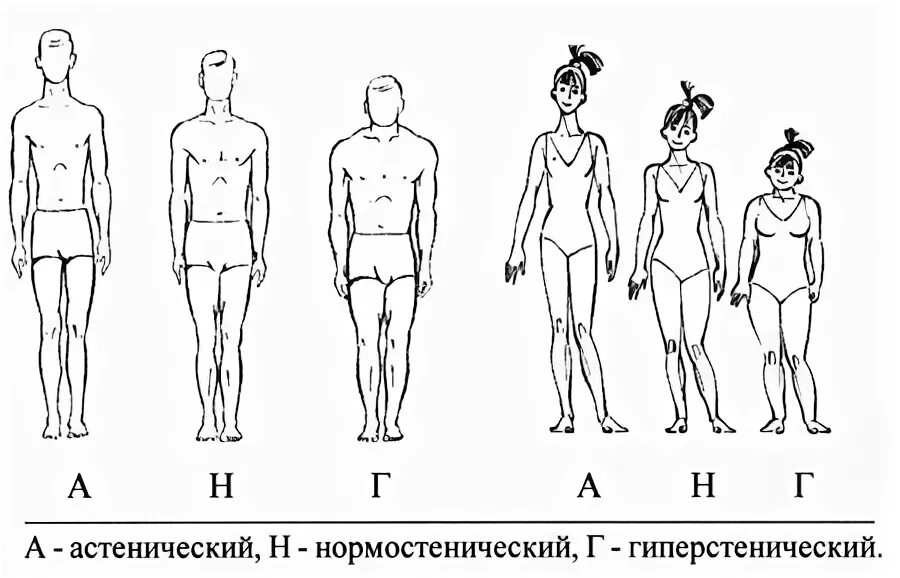Тип людей астеник. Тип телосложения астенический эктоморф. нормостенический тип, астенический тип, гиперстенический тип,. типа телосложения у мужчин нормостеник. астенический нормостенический гиперстенический тип грудной клетки.