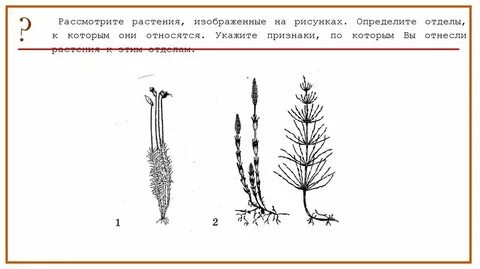 Рассмотрите внешний вид кошки определите отделы тела