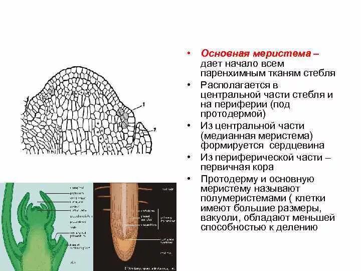 Образовательные ткани меристемы. Функции апикальной меристемы. Апикальная меристема строение. Верхушечная меристема корня. Меристема рост в длину