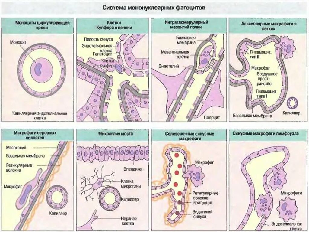 Система макрофагов. Мононуклеарная система клетки. Система мононуклеарных фагоцитов иммунология. Система мононуклеарных фагоцитов схема. Схема мононуклеарной макрофагической системы..