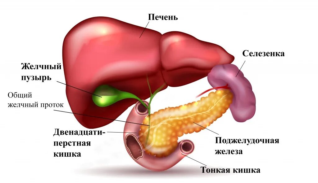 Увеличена печень и поджелудочная. Органы брюшной полости поджелудочная железа. Печень поджелудочная железа селезенка. Желчный пузырь селезенка поджелудочная. Печень, желчный пузырь, поджелудочная железа анатомия строение.