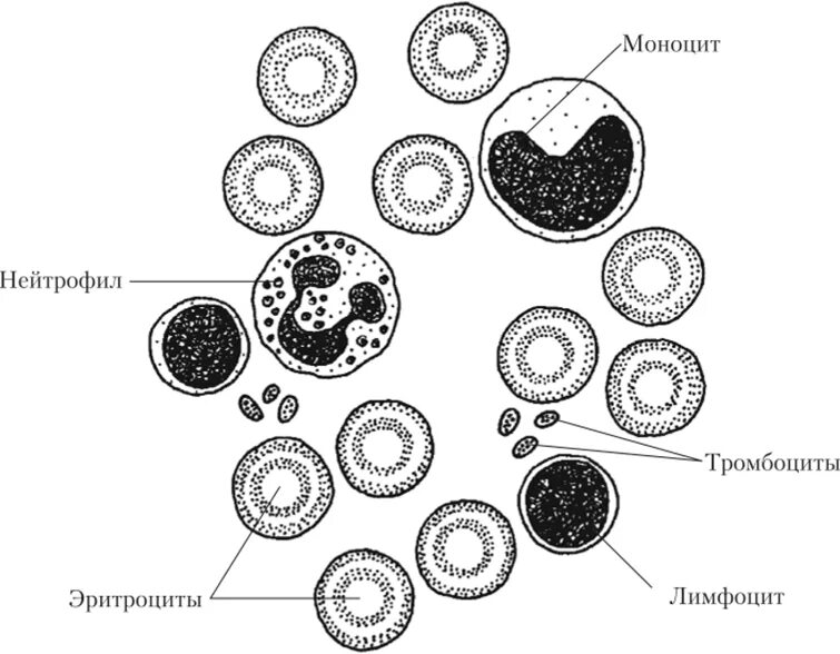 Кровь строение рисунок. Мазок крови человека гистология рисунок. Мазок крови форменные элементы.