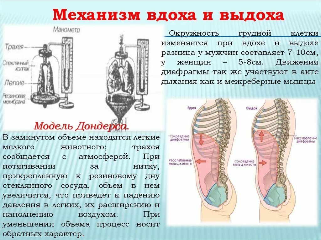 При выдохе у человека происходит. Механизм вдоха и выдоха. Вдох механизм дыхания. Дыхание механизм вдоха и выдоха. Модель Дондерса механизм вдоха и выдоха.