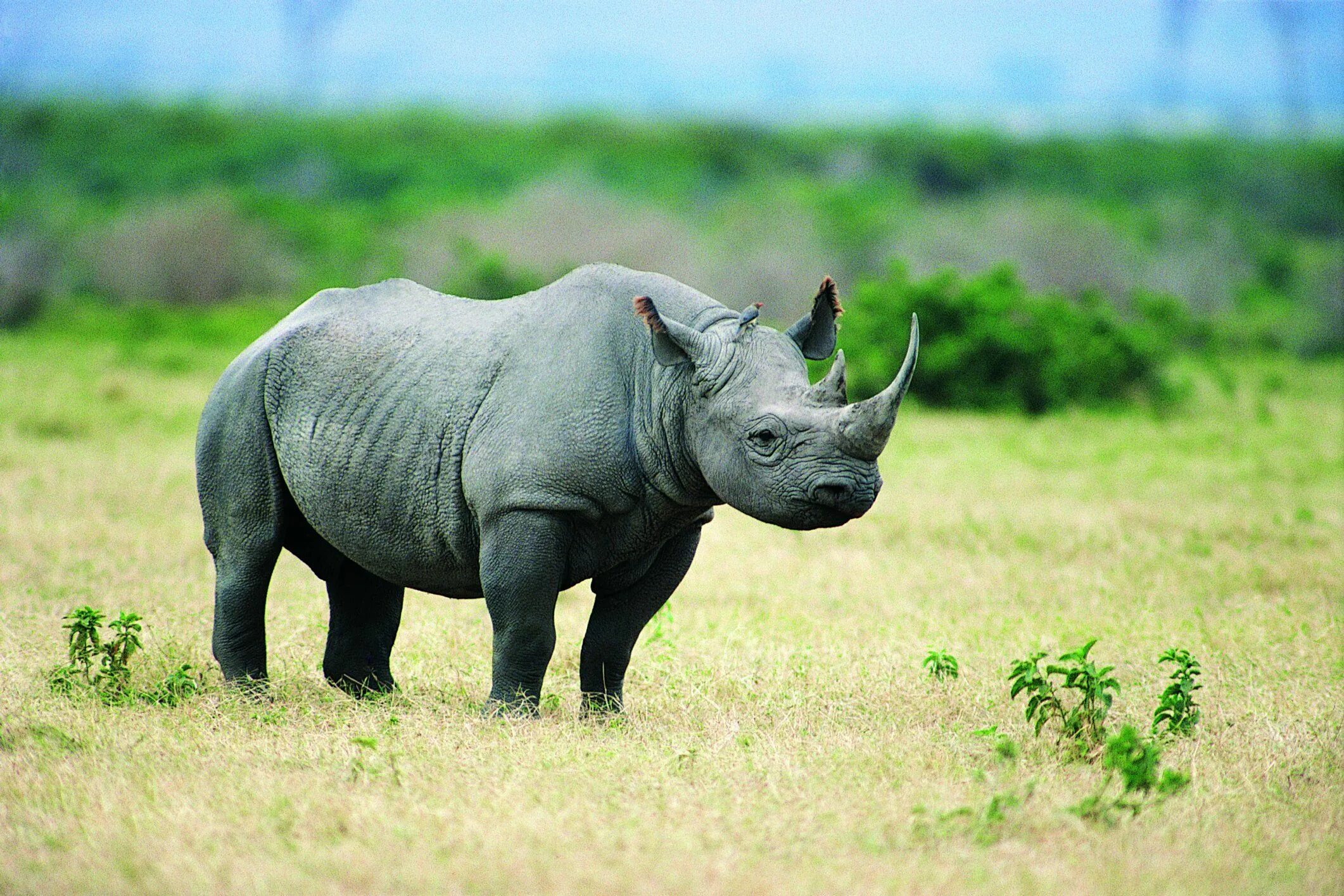 Are we doing enough to protect animals