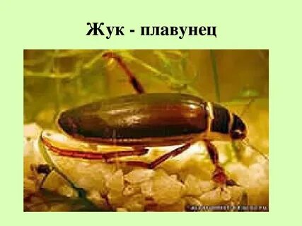 Жук плавунец является биофильтратором