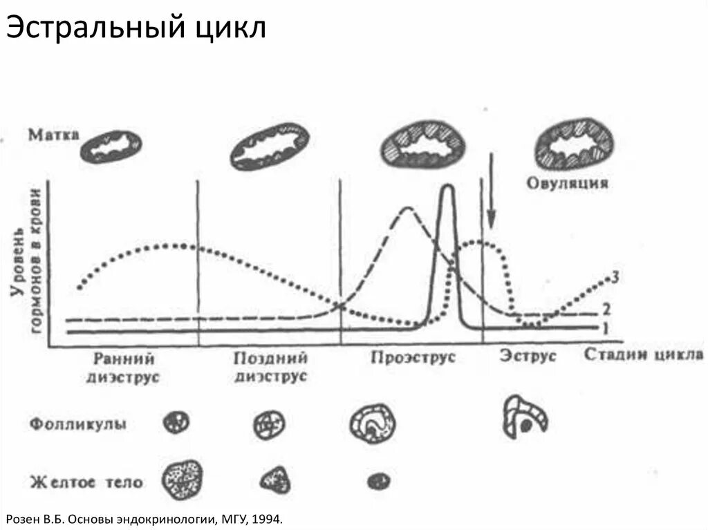 Фазы менструального цикла схема. Фазы полового цикла КРС. Фазы полового цикла собак. Фазы овуляторного цикла. Бесплодие цикл