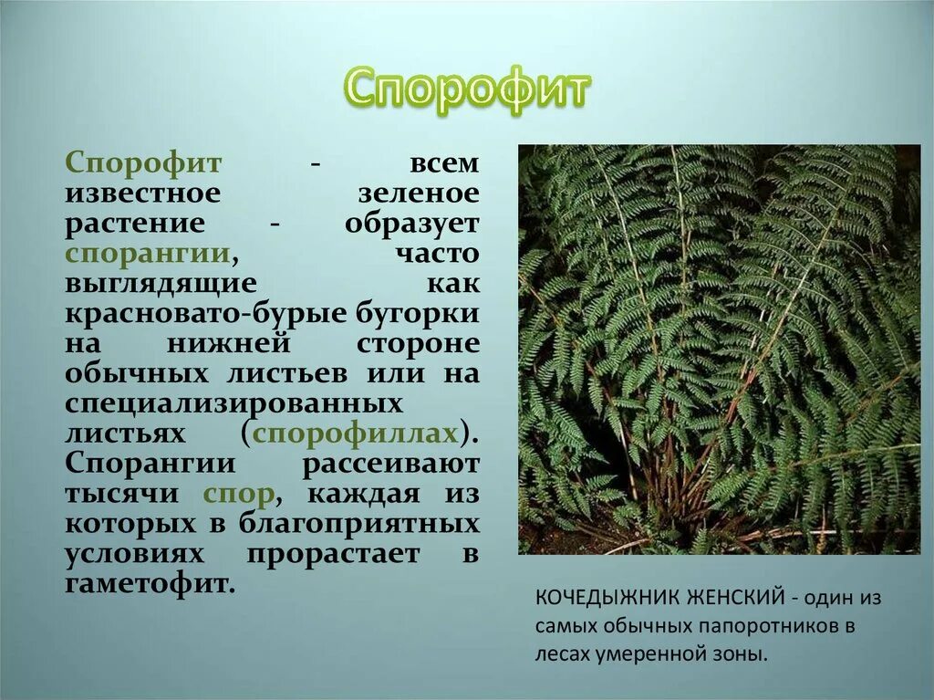 Каким поколением является спорофит. Строение спорангия папоротника. Строение спорофита папоротника. Папоротник орляк спорангии. Папоротник орляк биология.