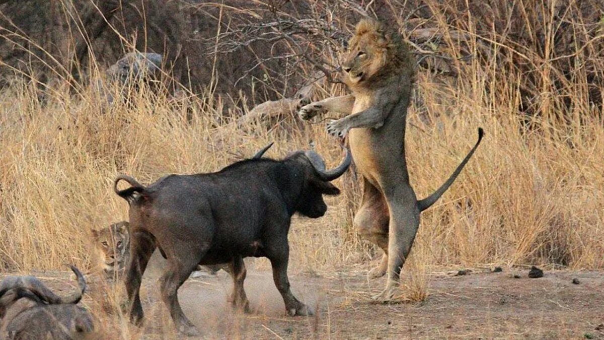 Дальневосточный леопард на охоте. Промысел пушнины в тайге. Собака на охоте. Промысловая охота в западной сибири. Охота разных животных.