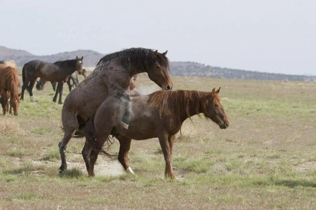 Сколько вынашивает лошадь. Спаривание лошадей. Лошади спариваются. Размножение лошадей.