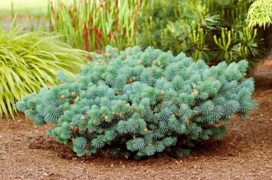 ель колючая omega. голубая ель даника. голубые сосны голубые ели. ель колючая glauca misty blue с/3. глаука мисти блю.