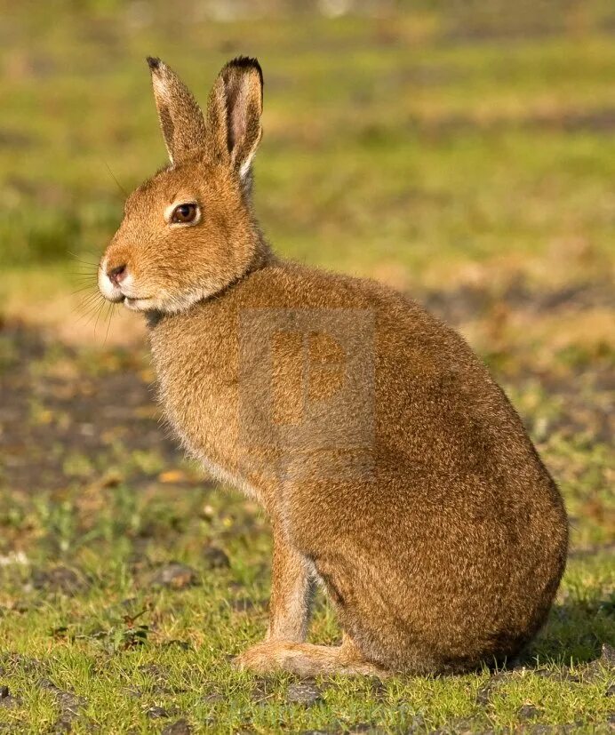 Беляк и Русак. Lepus flavigularis. Желтоватый заяц. Ирландский заяц. Мире животных зайцы