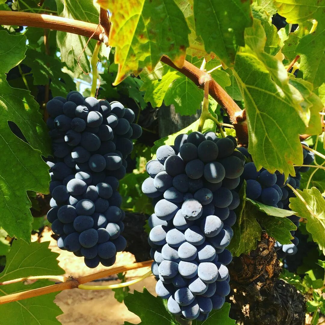 пино нуар цвет вина. сорт винограда barbera. канайоло сорт винограда. вино сан ромидио барбера д асти красное сухое. сорт барбера.