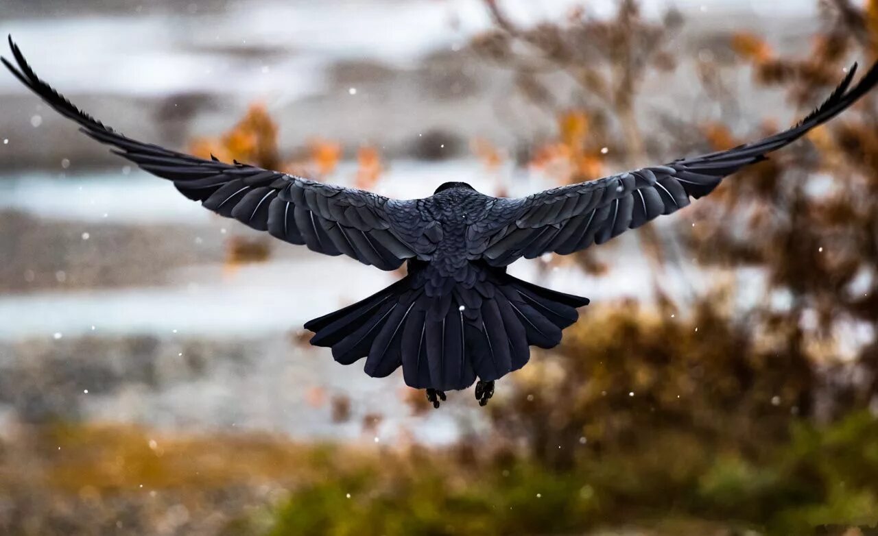 Птица становится на крыло. Размах крыльев ворона. Птица в полете. Птица с расправленными крыльями. Ворон в полете.