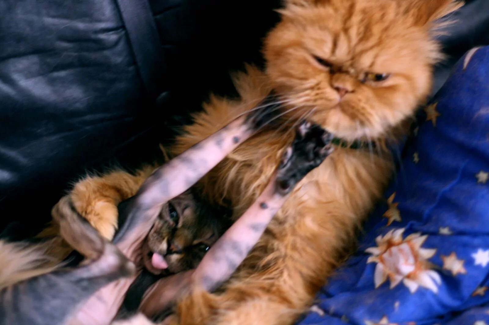 Кошки-балинез, ориентал, рекс, петерболд. Донской сфинкс пушистый. Лысый рыжий кот. Корниш рекс браш. Канадский сфинкс маленький.