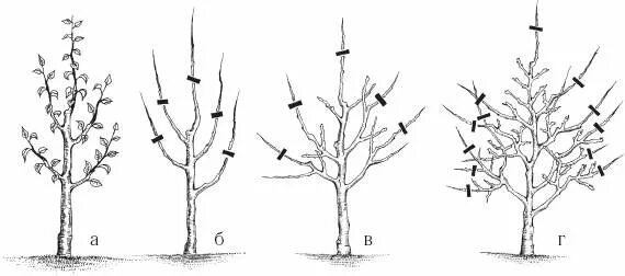Когда обрезать яблони весной в подмосковье. Пирамидальная крона яблони. Схема обрезки яблони весной. Схема обрезки яблони осенью. Обрезка яблони весной.