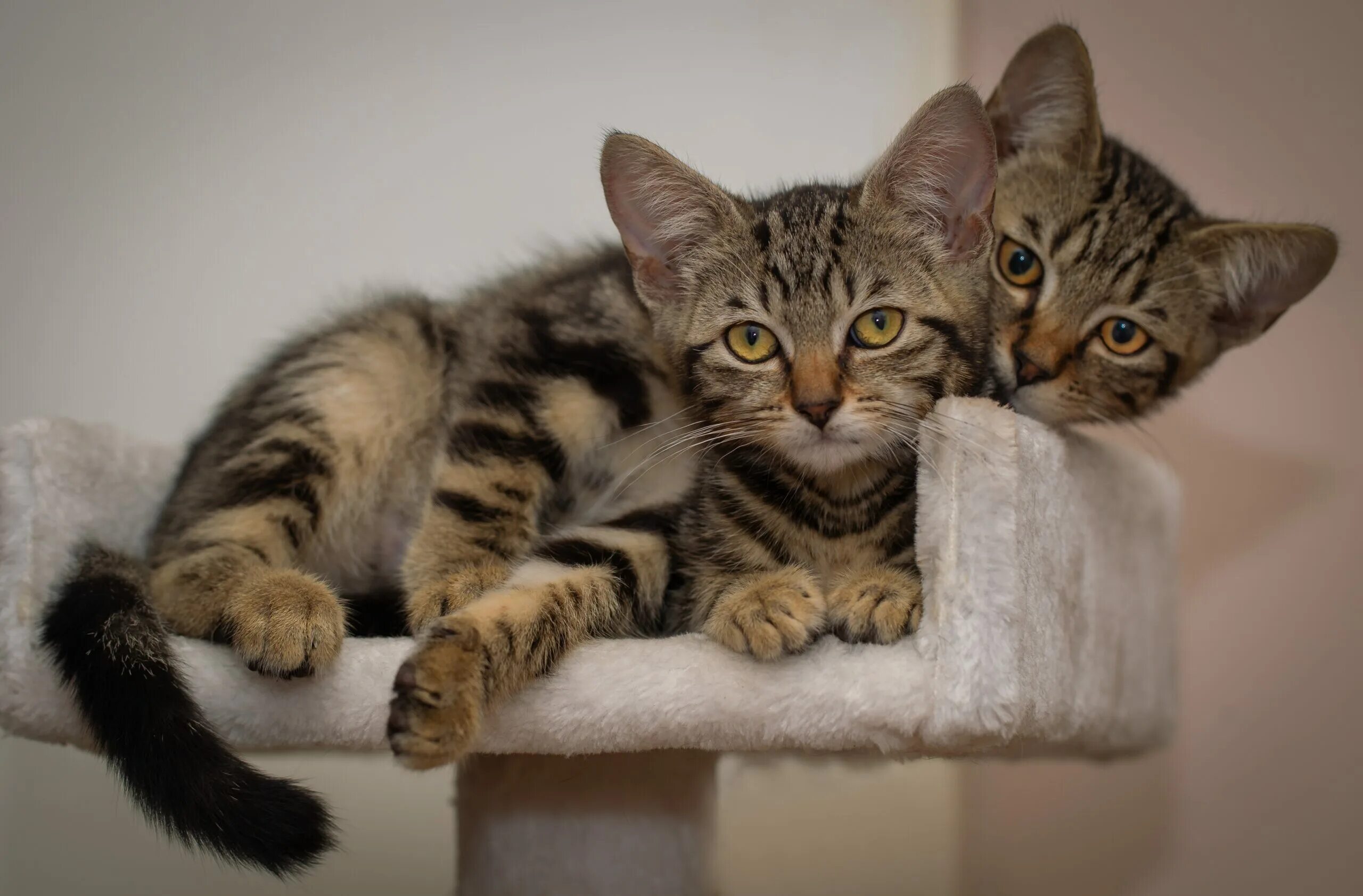 Одинаковых животных. Два полосатых кота. одинаковые коты. полосатая кошка котенок. два одинаковых кота.