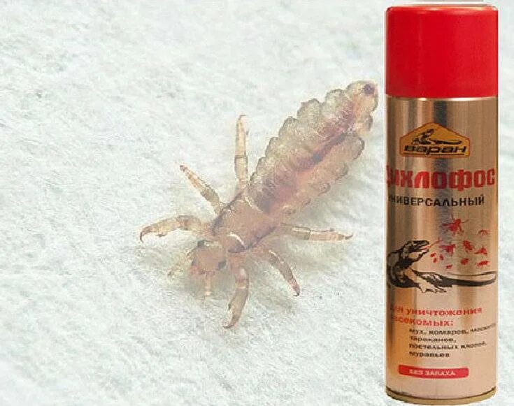 Раствор от бельевых вшей. Раствор от бельевых вшей. Как выводить бельевых вшей. Средство от бельевых вшей. Эффективное средство от бельевых вшей.