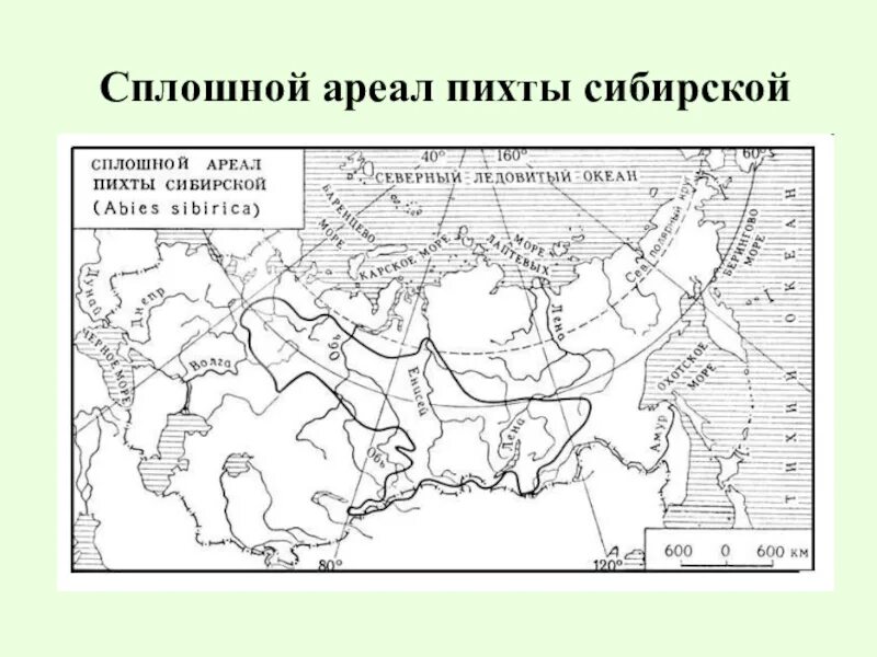 Лиственница сибирская ареал. Ель Сибирская ареал распространения в России. Пихта ареал обитания в России. Сибирская ель ореол обитания. Пихта Сибирская ареал распространения.