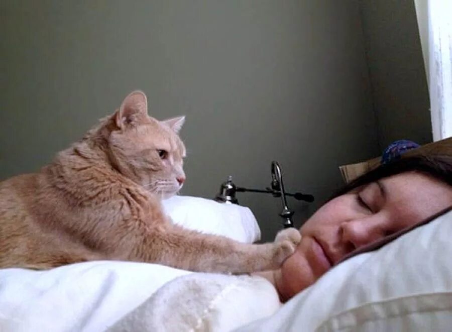 Год разбудить. Кот будит хозяина. Кошка проснулась. Кот будит хозяйку. Кот будит рано утром.