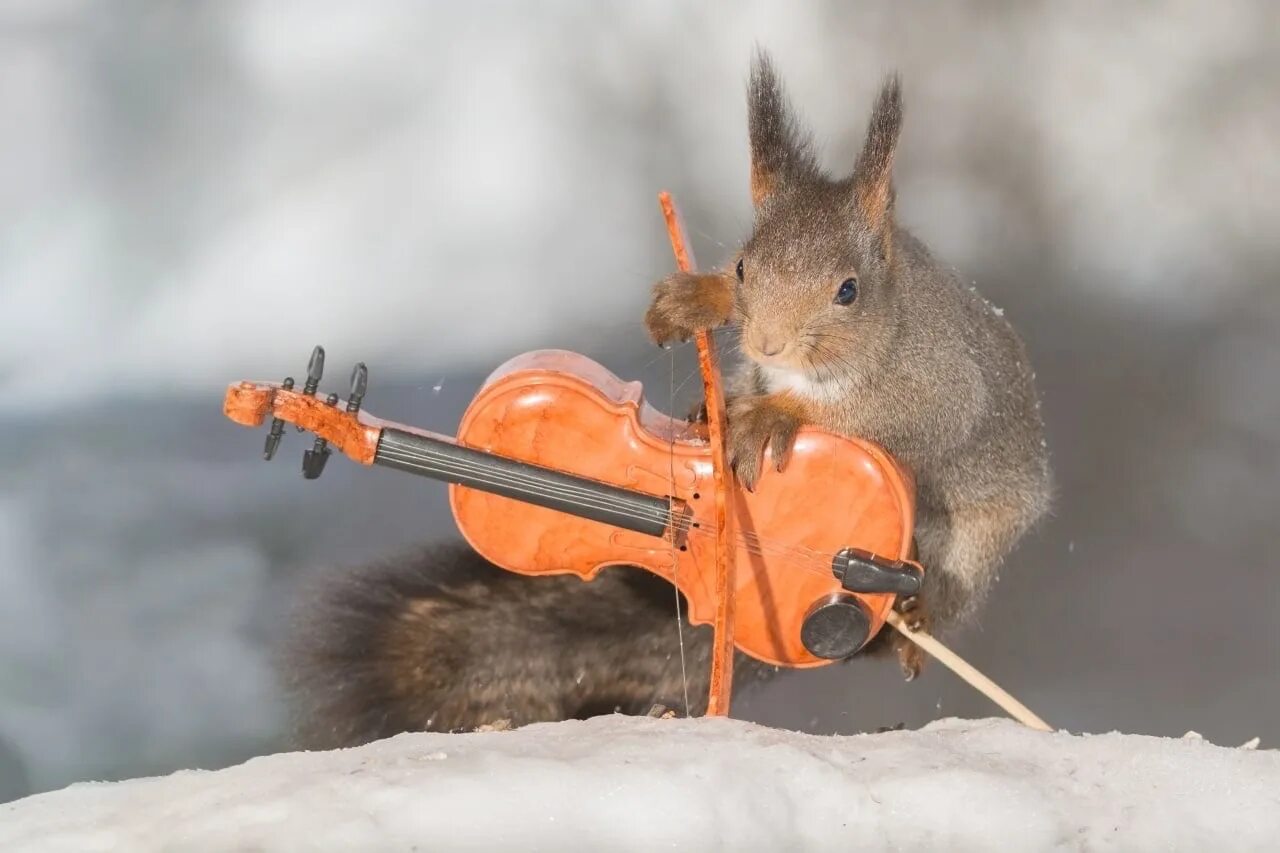 Белков песни слушать. Животные со скрипкой. Белки с музыкальными инструментами. Белка скрипка. Скрипка на снегу.