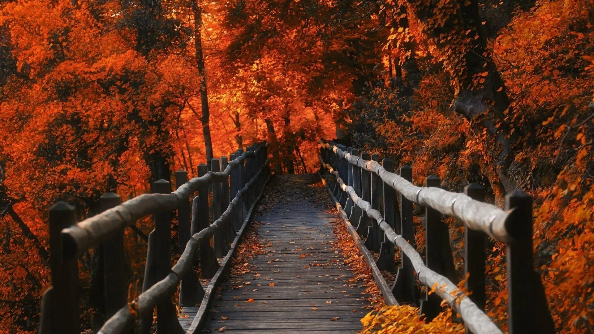 Fall i need