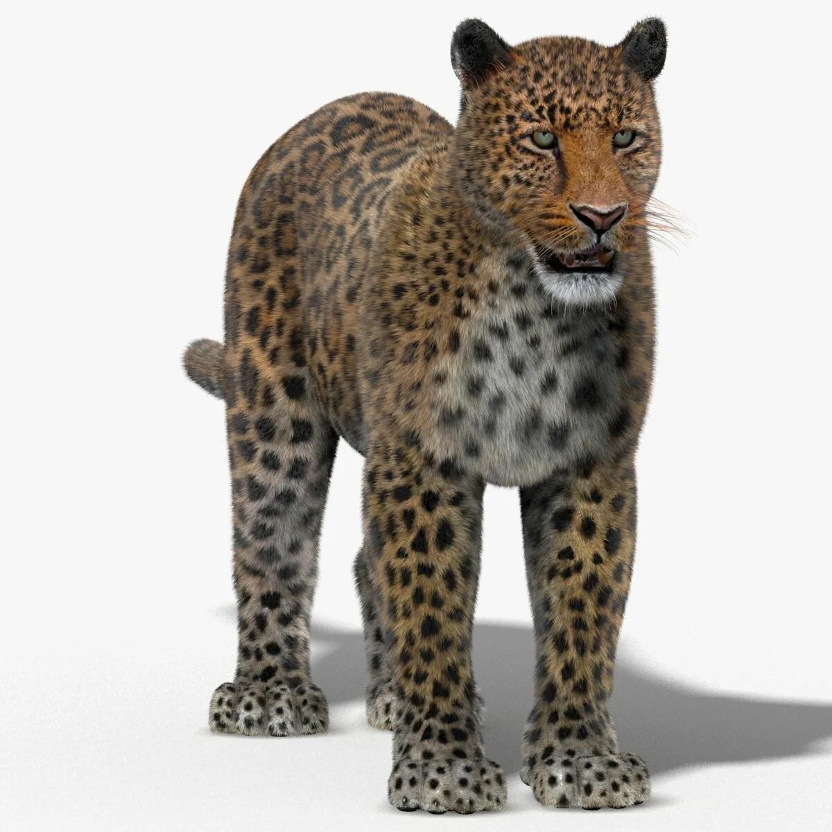 Leopard model