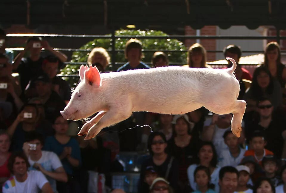Летающие свинки картинки. Летающая свинья. Свинья прыгает. Летающий кабанчик. Летучий поросенок.