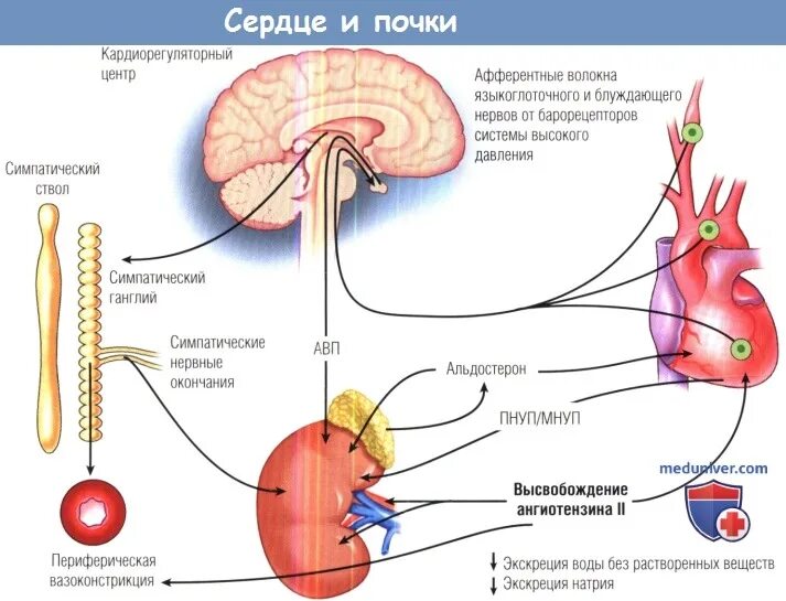 Почка влияет на печень. Заболевания сердца и почек.