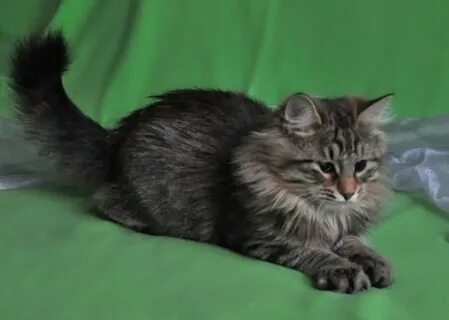Сибирский котенок в добрые