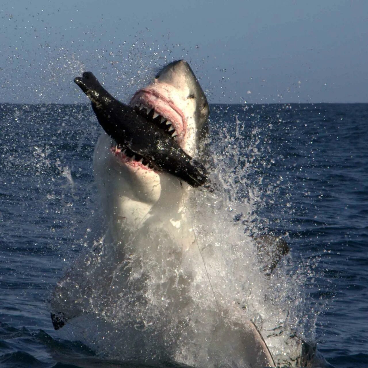 Нападения рыба. Большая белая акула.