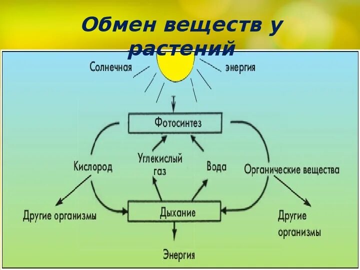 Обмен веществ растений урок. Схема процесса дыхания растения. Схема процесса дыхания растения 6 класс. Схема дыхания растений биология. Схема дыхания растений 6 класс биология.