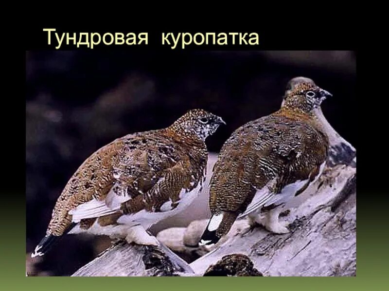 Серая куропатка (perdix perdix). Болотно-луговая дичь. Болотная куропатка. Сочные кусочки куропатки 7 букв. Куропатка ареал.
