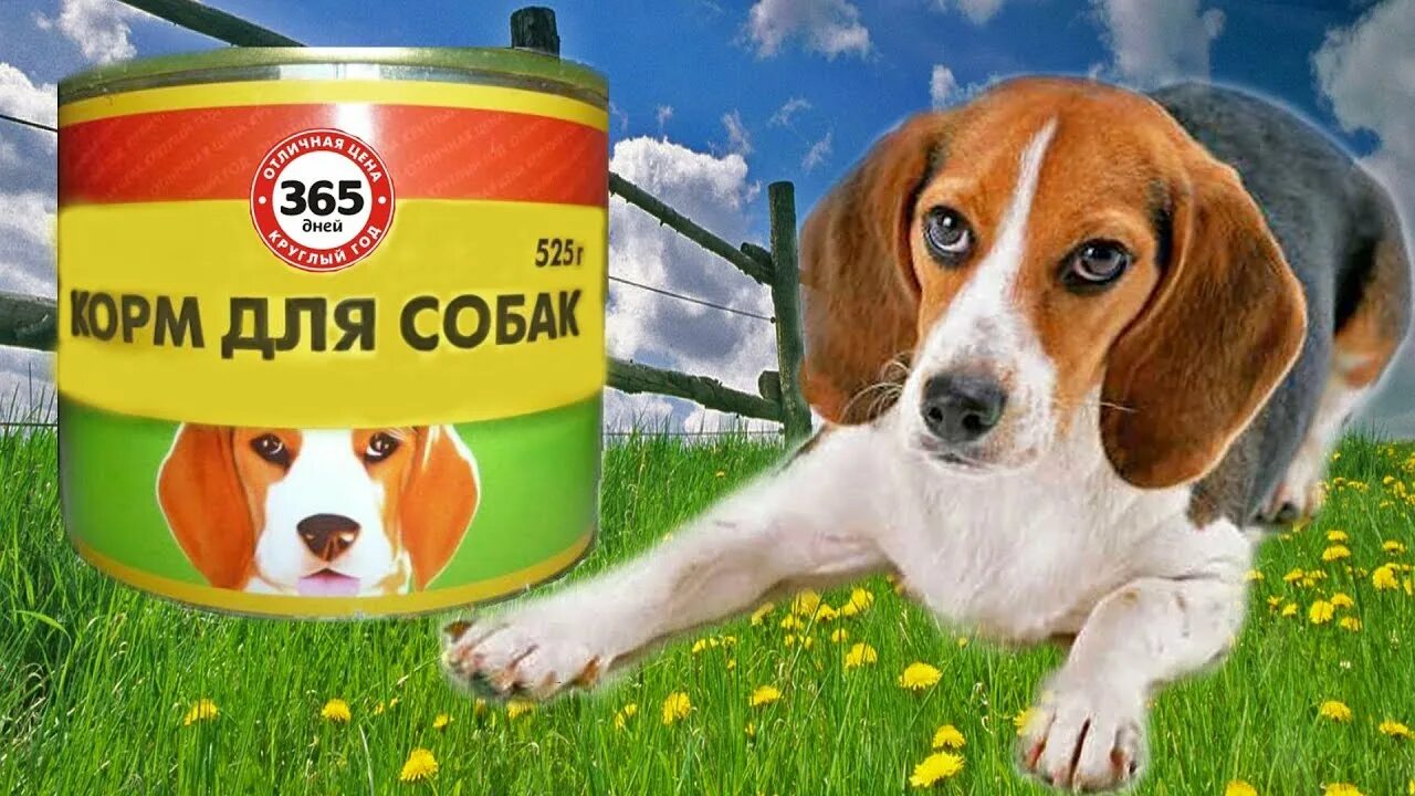 Реклама корма для собак. Этикетка для собачьего корма. Реклама корма для кошек и собак. Собачий корм реклама. Покупатели корма для собаки