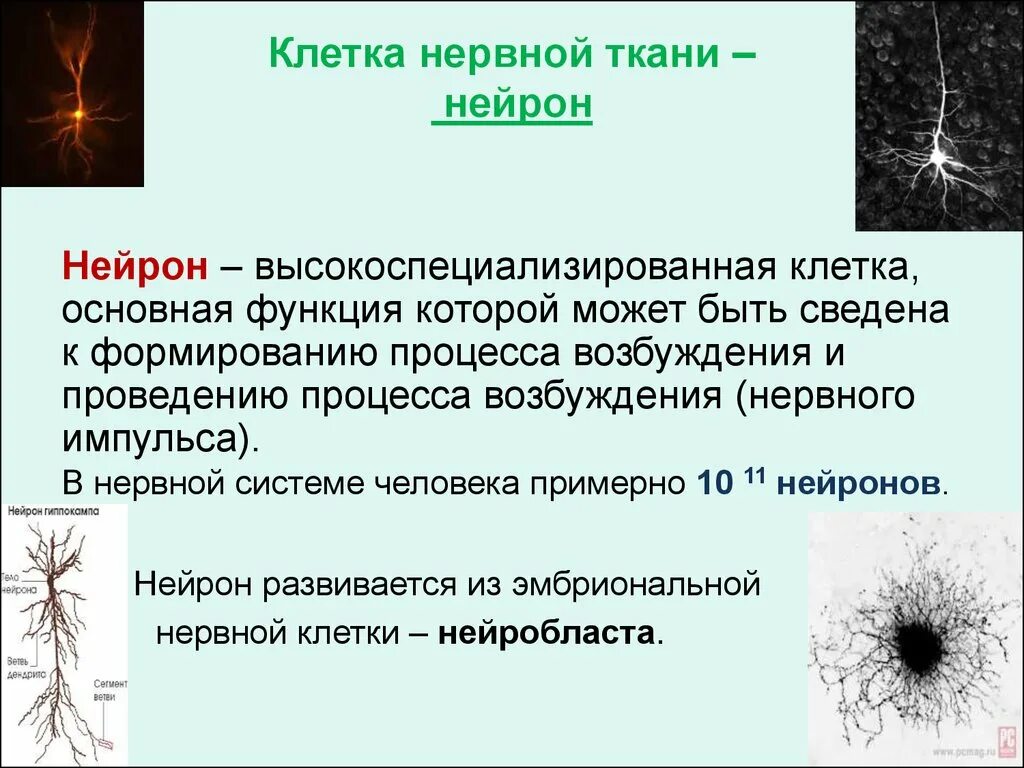 Процесс возбуждения нервных клеток. Функции нервной ткани. Нервная ткань Нейрон. Возбуждение нервной ткани. Функции нервной ткани возбудимость и.