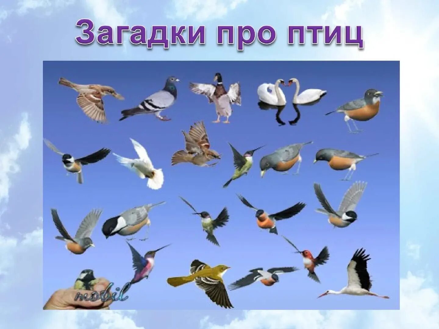 Презентация ко дню птиц для дошкольников. Перелетные птицы. птицы слайд. птицы презентация. головоломка птицы.