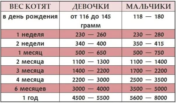 Британский кот таблица веса Картинки СКОЛЬКО ВЕСИТ КОТЕНОК В 1 МЕСЯЦ