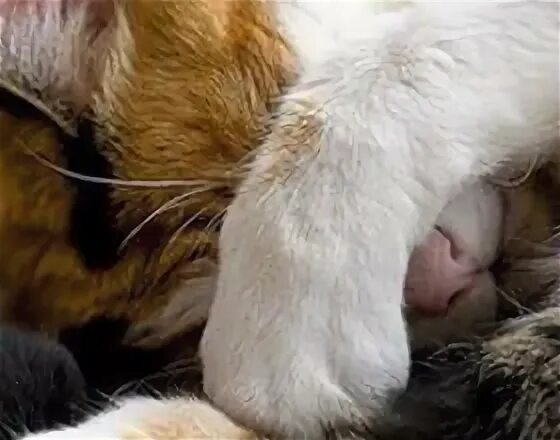 Почему кот сопит во сне. Кот храпит. котик храпит. кот храпун. кот храпит и сопит во сне.