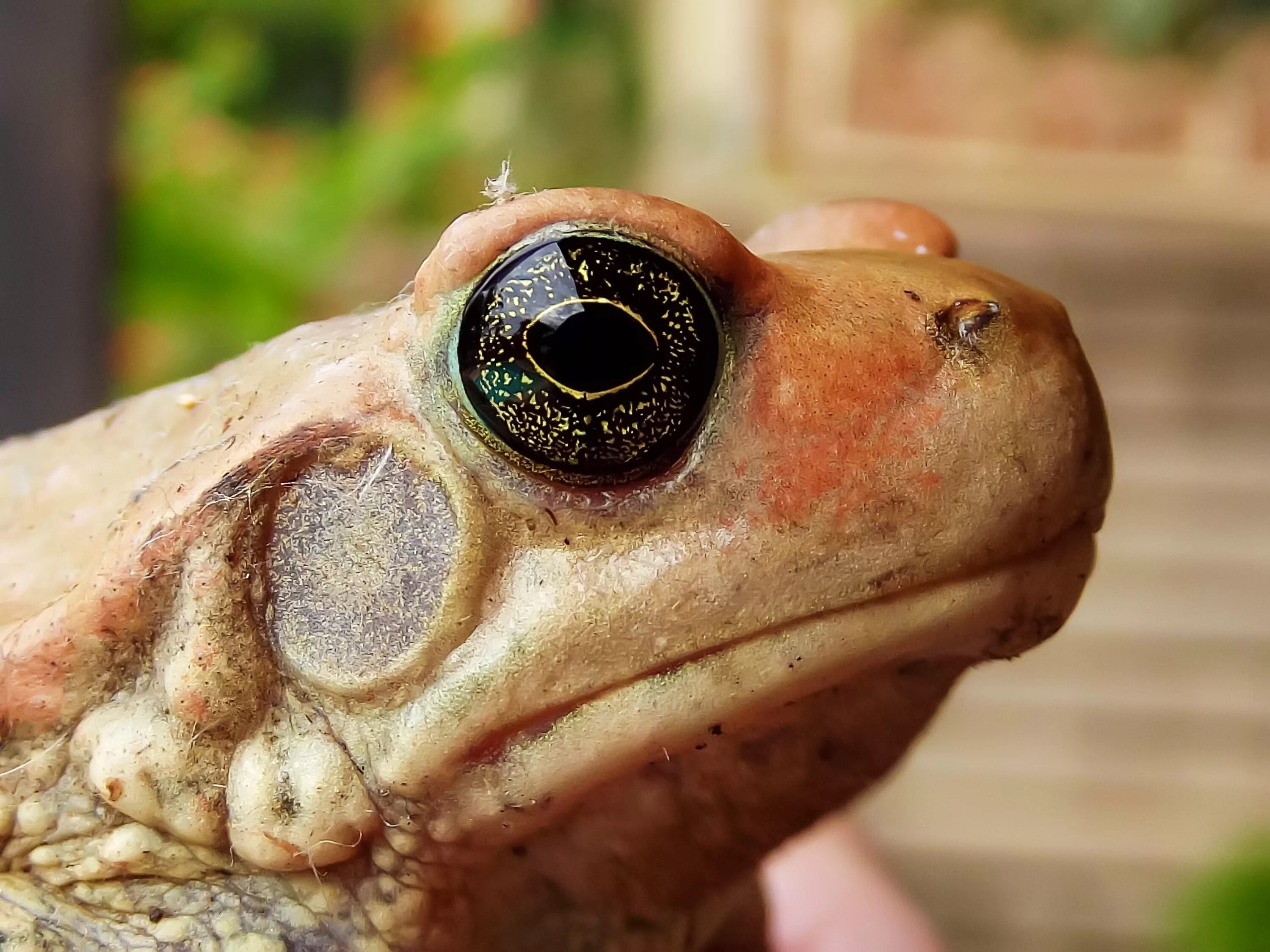 Барабанная перепонка лягушки. Жаба Bufo superciliaris. Барабанная перепонка Жабы. Барабанная перепонка перепонка у лягушки. Барабанная перепонка у лягушки