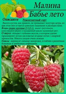 Малина какая культура