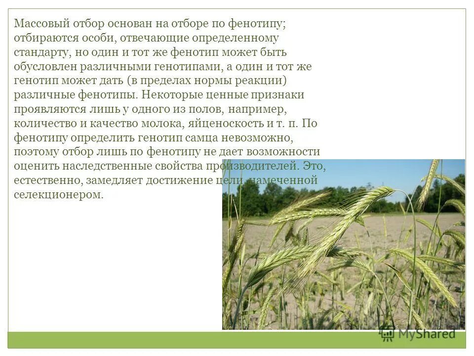При массовом отборе обязательно учитывается генотип особей. Метод селекции искусственный отбор. Массовый отбор и индивидуальный отбор. При массовом отборе обязательно учитывается генотип особей. Массовый искусственный отбор примеры.