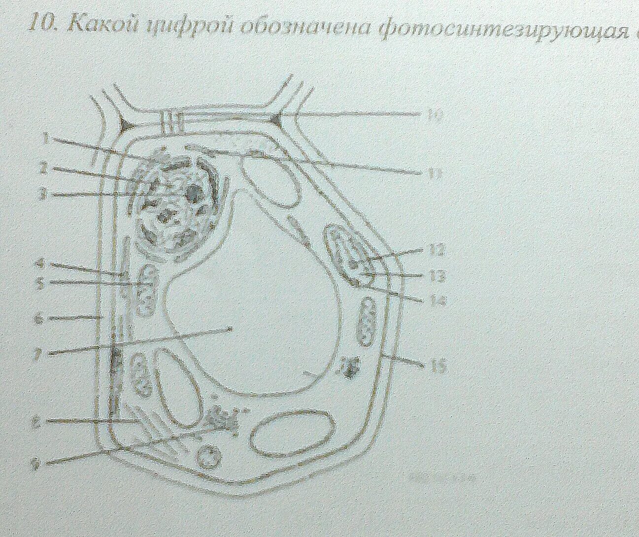 Части живой клетки обозначенные цифрами. Подпишите части клетки обозначенные буквами. Обозначь органеллу обозначенную цифрой 5. Отметь органеллу, обозначенную цифрой. Рисунок растительной клетки с обозначениями 6