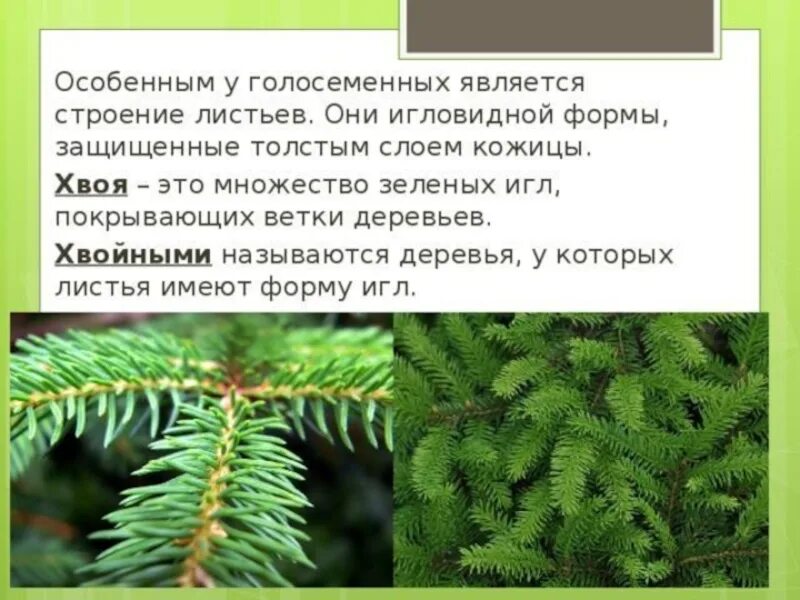 Каковы признаки голосеменных. Хвоинки голосеменных. Что такое Голосеменные растения в биологии. Хвойные растения по биологии. Хвойные растения 5 класс.