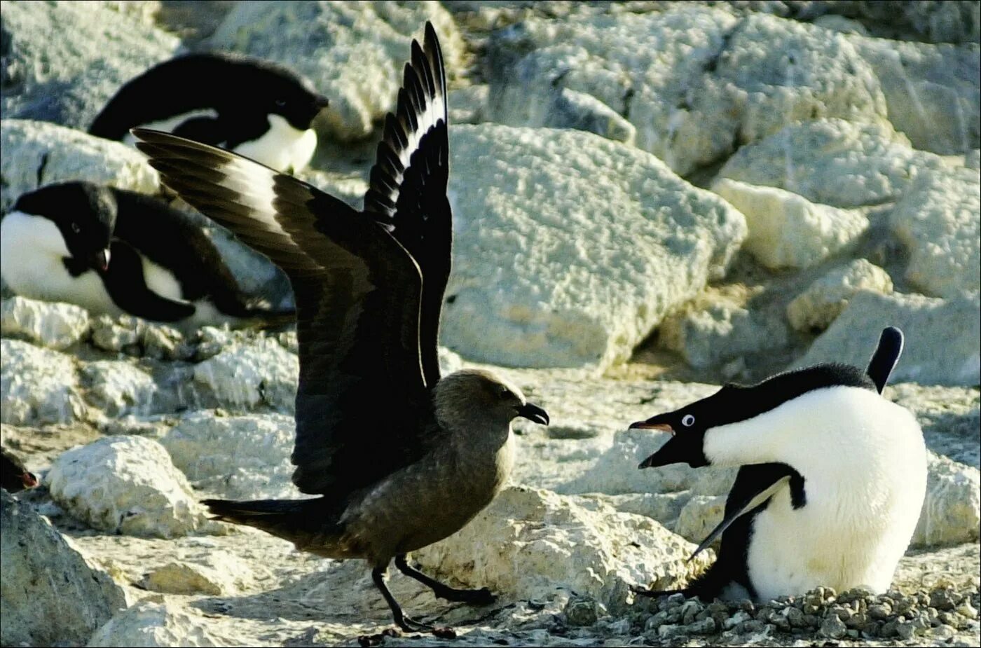 Seabirds it seems