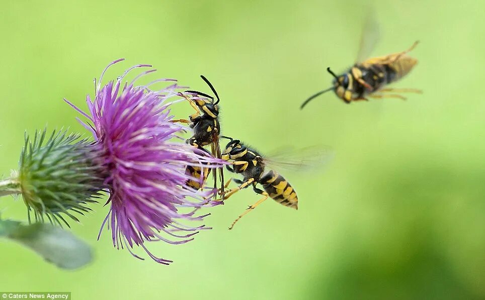 Насекомые пчела. Жужжание ос. Цветочные осы. Шершень летает. Bombus pratorum.