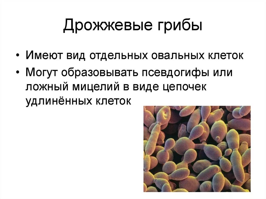 Есть гриб дрожжи. Одноклеточные дрожжевые грибы. Дрожжи грибы. Дрожжевые грибы (дрожжи). Дрожжи одноклеточные грибы.