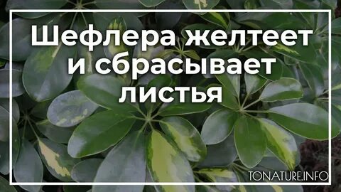 Шефлера опадают листья что делать