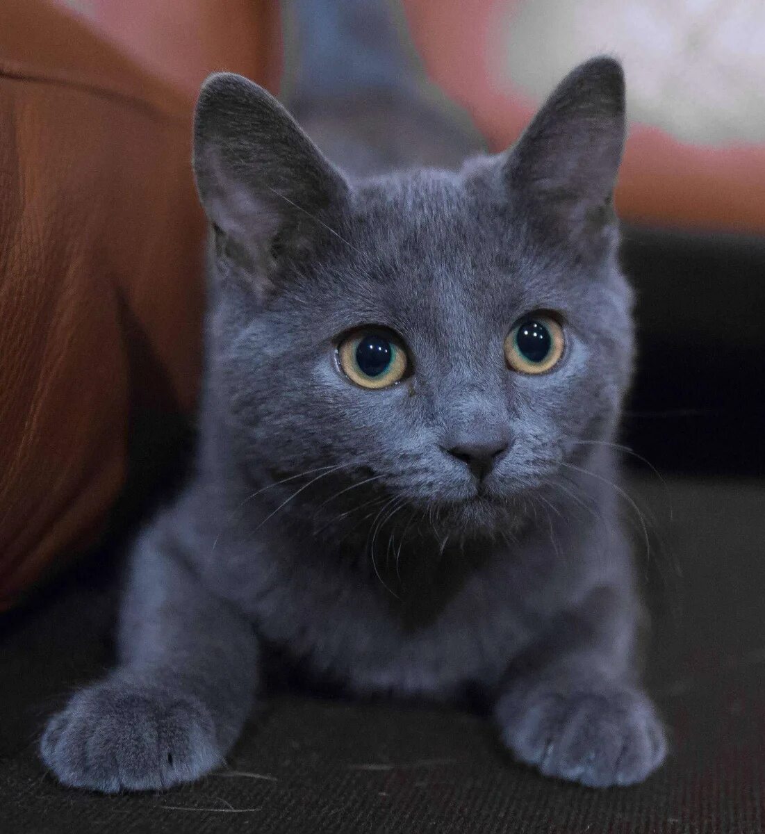 Серо голубой кот. Скоттиш шартрез. сибирский голубая кошка короткошерстная. британская голубая кошка метис. скоттиш шартрез кошка.