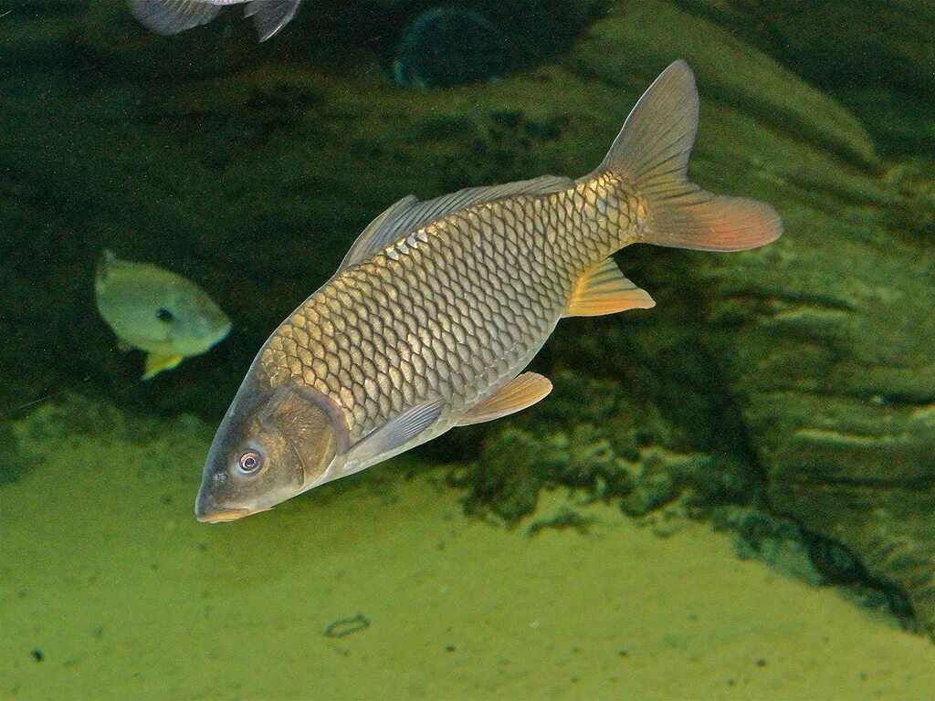 Карп обыкновенный – Cyprinus Carpio. Сазан (Cyprinus Carpio). Cyprinus Carpio цикл. Карп вид спереди. Карп холодных вод